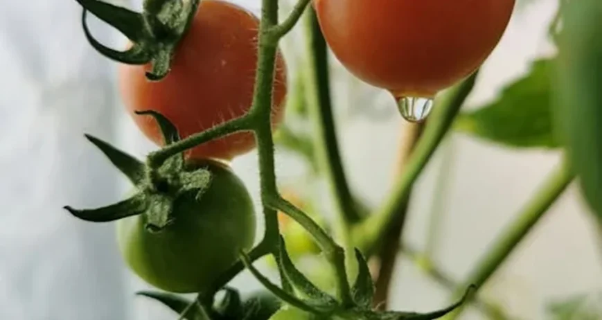 Organic farms avoid toxic inputs, improve soil health, grow clean, sustainable food that supports nature.