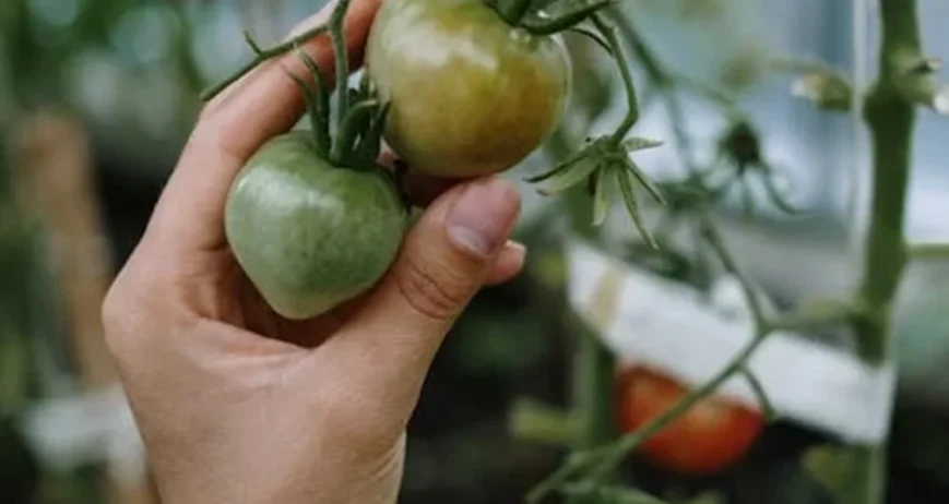 Organic farms avoid toxic inputs, improve soil health, grow clean, sustainable food that supports nature.